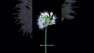 An Unlikely Beauty: Watch the Onion Flower Bloom 🌼✨