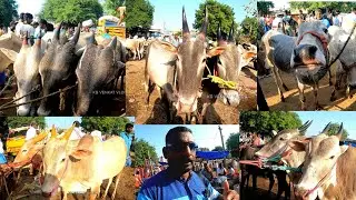 POIGAI COWMARKET |BIG COWMARKET | VELLORE DISTRICT | KS VENKAT VLOGS