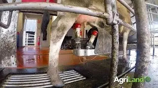 ABCD grazing in operation under a spring-calving grass-based system
