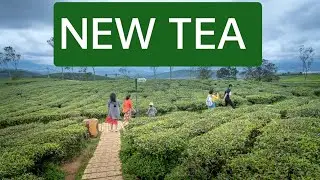 NEW TEA IN STOCK..7439604982  7003419253