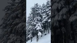 snow fall -ushu forest kalam