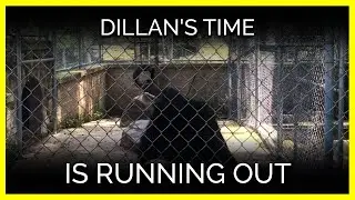 Dillan the Bear Is Trapped and Running out of Time at This Roadside Zoo in Pennsylvania