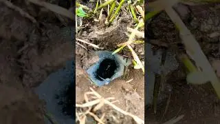 WAJIB TAU INI CIRI -CIRI LUBANG BELUT BABON DI PARIT