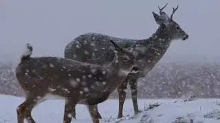 Whitetails and WINTER Weather Survival Strategies