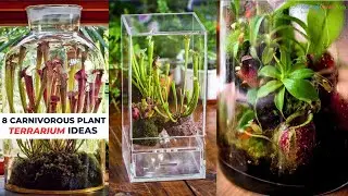 8 Carnivorous Plant Terrarium Ideas #terrarium