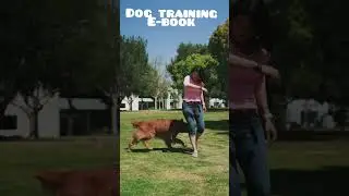 #shorts #ytshorts #dogfood  |  Dog Training Skills To Teach Your New Dog