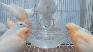 Your Canary will sing immediately - canary training ! - Canary 's Training Song | NEW 2023