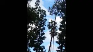 Mission plaza tree cutting