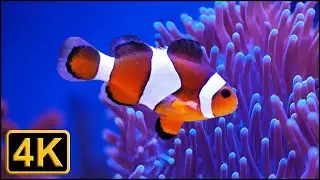 4K - Beautiful Ocean Clown Fish Turtle Aquarium - Relaxing And Sleeping Music