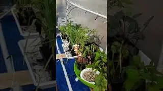 Humidity Domes water upgrade