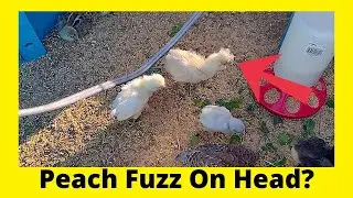Chick Flick - Silkie, Cochin, Polish Babies 2022-06-12
