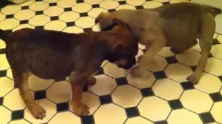 Basil (tan) & Sage (tri-colour) puppy play