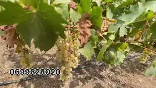 فيرمة صغيرة مسجلة و محفظة للبيع من نواحي بنسليمان 📍 فيها دار صغيرة 🚨و الثمن جد مناسب🔥 على الكودرون 