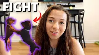 Why did my Female Dogs Fight?