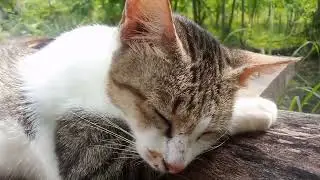 Cat Life in the Garden