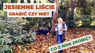 Grabić liście czy nie? Dlaczego raczej nie ;), co robić z liśćmi + mój sposób na chwasty!