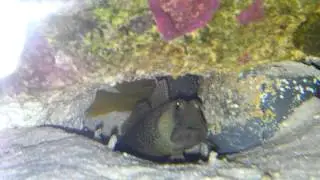 Cryptocentrus cinctus