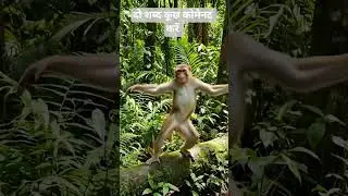 monkey ka dance #dance #money #short