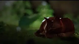 Stray (no commtery part1)