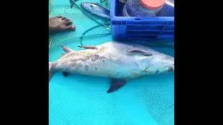கெளுத்தி மீன்/ keluthi meen.   catfish
