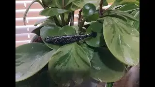 Power of silence. With megabass lure. Noise cancelling earbuds recommended.