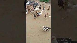 Cria&ccedil;&atilde;o de galinha de Angola
