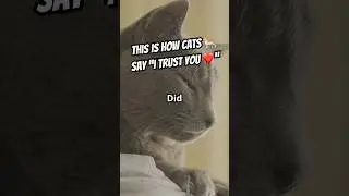 How Cats Show They Trust You 🐱❤️ #catfacts