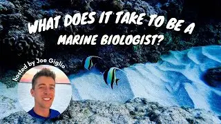 HOW TO BECOME A MARINE BIOLOGIST 🤿 | 15 questions, ocean career faq, #marinebiology