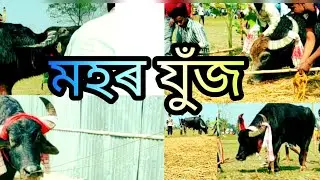 #Suna Deka V/S Profulla Deka || Jala uddin V/S Nanda Deka || Bhaba hira V/S Mohidul Islam ||
