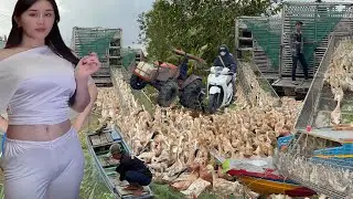 Full Video 3 Days  How to Raise Ducks from Small to Large - The Largest Duck Flock in the West&rdquo; Farm