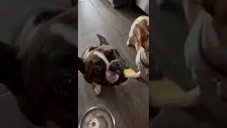 Logan is not a fan of bananas. #logan #brindle #frenchton #froston #banana