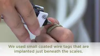 Plains Garter Snake Tagging June 2016