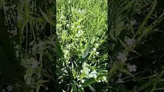Травка и цветочки. #цветы #трава #wild #flowers #green #grass
