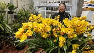 (29/1) EM HUYỀN LAI CH&Acirc;U B&Aacute;N PHONG LAN RỪNG THUẦN 0855402333