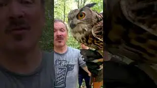A pocket owl!
