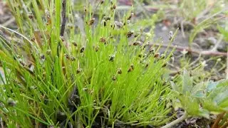 Como Cultivar e Plantar Isolepis Setacea @cantinhoverde1386