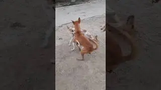 Dog🐶 first time meeting | dog love#shorts #trending #viral #short