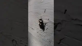Buzz Off