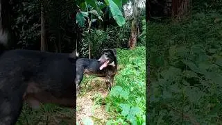 aspin o asong pinas | native Philippine dog 🐕 #donglouie #pets #dog a