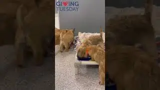 45 Dogs Rescued From Commercial Breeding Get Their First Blankets #shorts