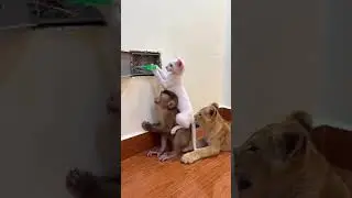 Animals playing #music #style #funny #hair #wow #cat #dance #retro #electricity #shock #pets #hot