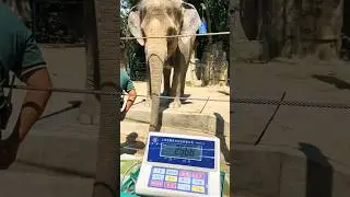 elephant weight live chek