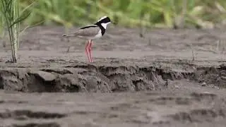 Pied Plover @ Sani Lodge