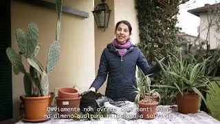 Açyk ýer üçin sukkulentler:transplantasiýa, keseller we ideg | Gysgaça synBonduelle bagy