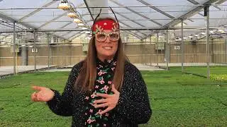 Proven Winners Direct 12 Days of Christmas Day 4
