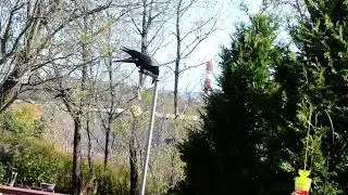Crows are so smart!