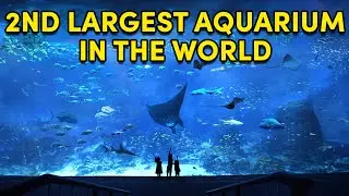 First Time to the S.E.A Aquarium Singapore Sentosa!