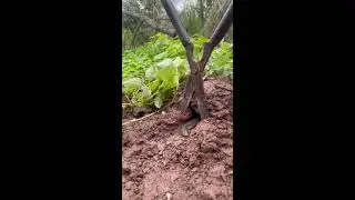 Latest simple and effective snake trap ideas today 2025#snake #animal #shorts #trending #short video