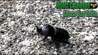 Rugose Stag Beetle - A Family Oddball (Sinodendron rugosum)