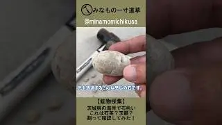 【鉱物採集】茨城県の海岸で石拾い／これは石英？玉髄？割って確認してみた！ #Shorts